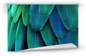 Fototapeta Niebieskie i zielone pióra papugi ara wysoka