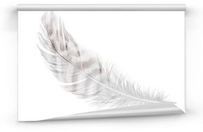white feather isolated