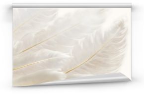 Beautiful white feather background