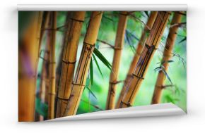Bambusowy las tło