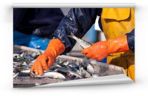 sardine pêcheur ciré criée tri marin port poisson pêcher