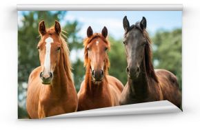 Fototapeta Grupa trzech młodych koni na pastwisku ścienna