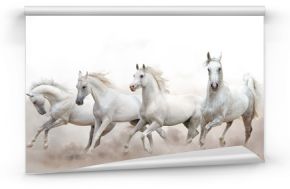 piękne białe konie arabskie działa na białym tle