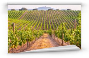 Winogrady w winnicy w Alentejo regionie, Portugalia, przy zmierzchem