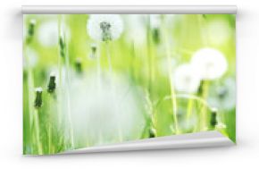 Fototapeta Białe mniszki na zielonej trawie ścienna
