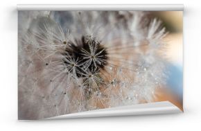 Macro view of intricate dandelion seedpods with dew drops