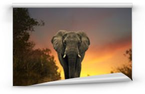 słoń afrykański chodzenie w zachód słońca