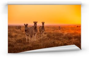 Fototapeta Trzy zebry podczas wschodu słońca, Etosha, Namibia ścienna