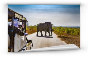 Afryka Południowa. Safari w Parku Narodowym Krugera - Słonie afrykańskie (Loxodonta africana)