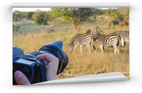 Photographing wildlife, South Africa