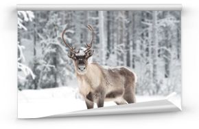 Fototapeta Renifer w śnieżnym lesie do pokoju