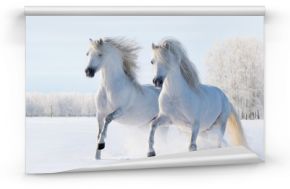 Fototapeta Dwa białego konia galopują po śnieżnym polu na wymiar