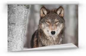 Fototapeta Szary wilk (Canis lupus) stoi obok brzozy w zimie na ścianę