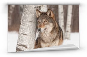 Fototapeta Szary wilk (Canis lupus) stoi obok brzozy zimą wysoka