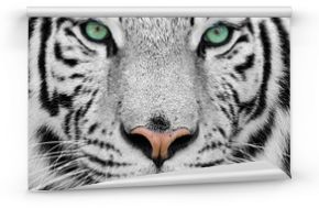 Fototapeta Zbliżenie na białego tygrysa o zielonych oczach ścienna