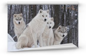 Fototapeta Cztery wilki polarne w lesie XL