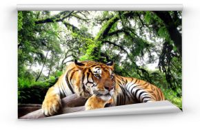 Fototapeta Tygrys leżący na drzewie w tropikalnym wiecznozielonym lesie na zamówienie