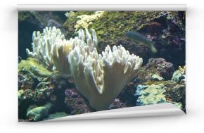 white coral on coral reef with moving fish