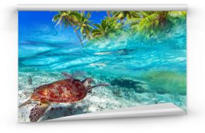 Zielonego żółwia dopłynięcie przy tropikalną wyspą morze karaibskie