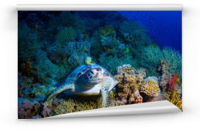 Fototapeta Żółw morski na rafie koralowej do pokoju