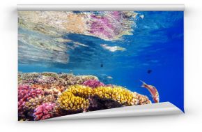 kolorowa rafa koralowa i jasna ryba