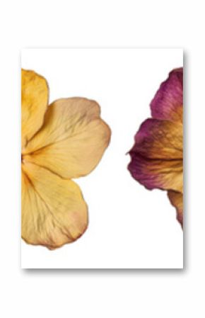PNG Vibrant dried floral arrangement, element set on transparent background