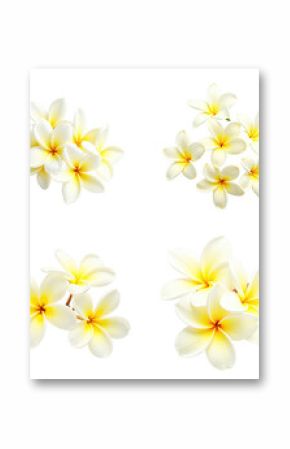 Collection of frangipani flowers isolated on a transparent background featuring various arrangements and groupings of white petals with yellow centers arranged artistically.