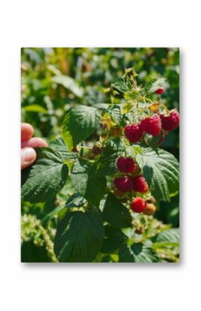 A hand reaches out to gently pick ripe raspberries from a bush in a verdant garden under the warm summer sun, surrounded by vibrant green foliage