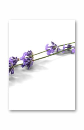 Lavender sprigs with purple flowers isolated. Lavender flowers on white.