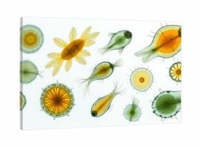 Microscopic organisms swim in water. Diverse protozoa exhibit intricate structures. These single celled life forms are viewed under a microscope. Science, biology, and research.