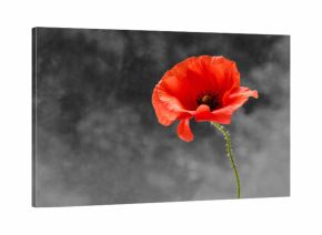 Remembrance day poppy. Red poppies in a poppies field with desaturated background