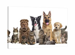 Group of various dogs and cats on transparent background