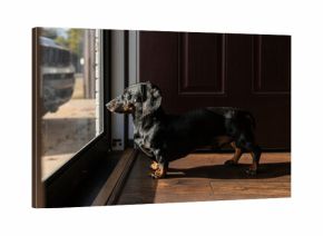 Dachshund standing in sunlight  looking outside
