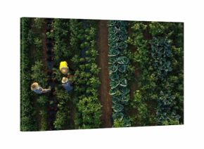 Workers pick fresh vegetables in rows of crops on a summer morning while the sun shines overhead in the field