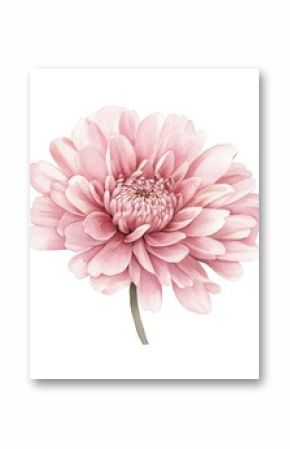 Pink mum tropical flower hand drown illustration watercolor petal chrysanthemum.