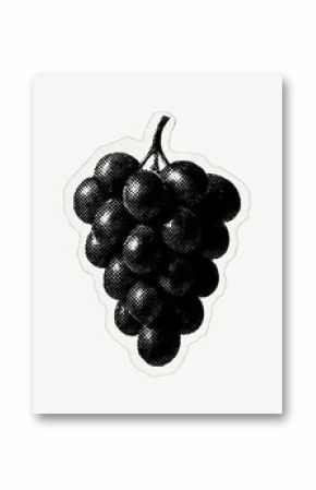Vintage grape illustration art.