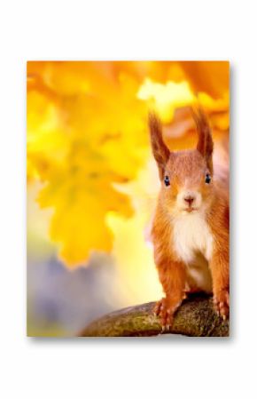 Eichhörnchen im Herbst 