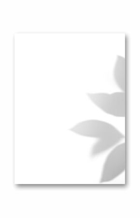 shadow overlay effect of natural tree leaves shadow over on white wall background,realistic summer sunlight abstract shadow overlay