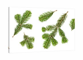 Set of green fir tree, pine or spruce branches isolated on a transparent background, PNG. High resolution. Natural evergreen elements for Christmas and winter decoration design.