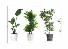 Collection of house plants in pots isolated on white