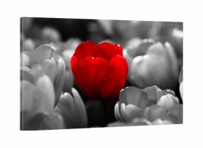 Red tulip on monochrome tulips background. Be different. Red tulip branding and visibility. Different choice and decision concept. Red tulip creative concept. Red tulip identity visuals.
