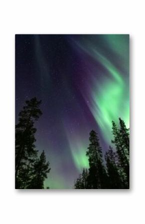 Low angle shot of purple green northern lights over a forest