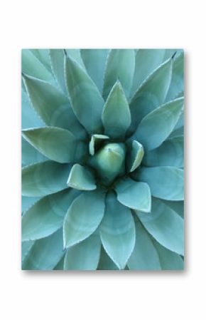 Agave Plant