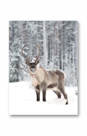 Fototapeta Renifer w śnieżnym lesie do pokoju