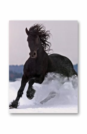 Koń fryzyjski na śniegu