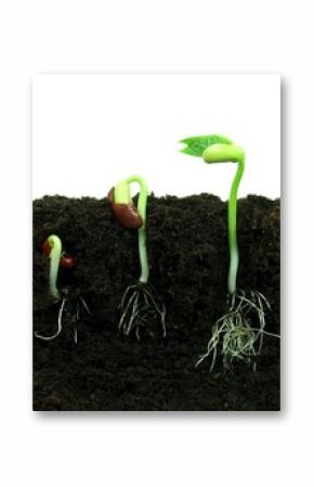 Sequence of bean seeds germination in soil