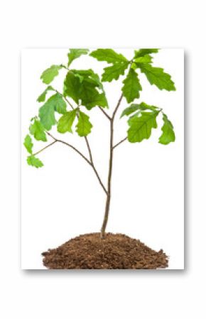 Eight-year oak tree