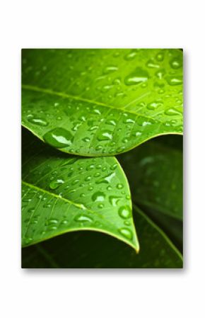 Green leaf
