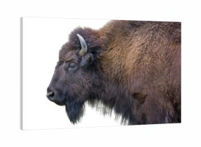 Adult Bison Isolated on White