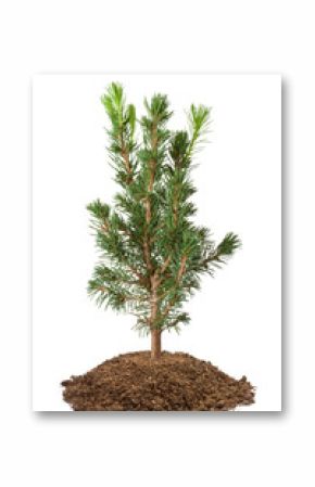 Young spruce sapling